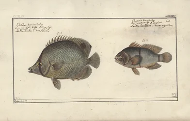 Chaetodon ocellatus、1790年以前